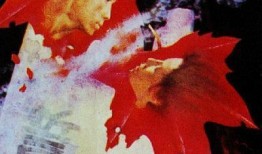 枫电影在线观看,沉浸式体验，解锁视觉盛宴